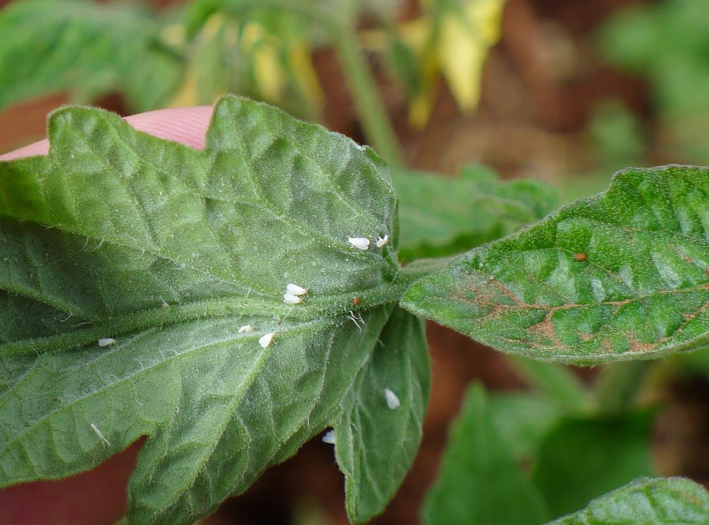 Whitefly resting on the underside of a green leaf